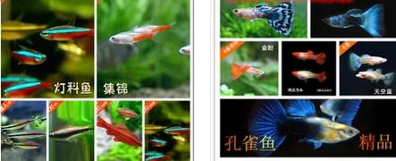 红绿灯孔雀鱼清道夫老鼠淡水鱼灯科鱼胎生鱼红斑马热带鱼观赏鱼在类目 宠物/宠物食品及用品, 水族世界, 鱼中 - 来自Buy2taobao.com提供专业的淘宝代购服务