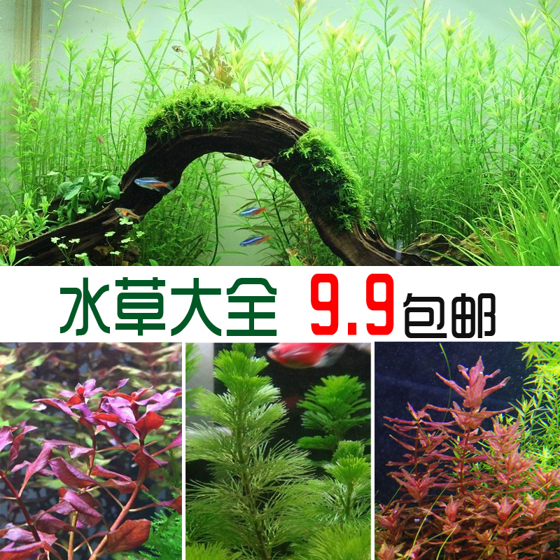 Landscaping plants Aquarium Landscaping decorate Green chrysanthemum pagoda Background Aquatic herb living thing Free Postin the Pet/Pet food and supplies , Aqua World , Aquarium fish tanks and other equipment , Aquatic category - from Buy2taobao.com to provide professional Taobao agent buy service