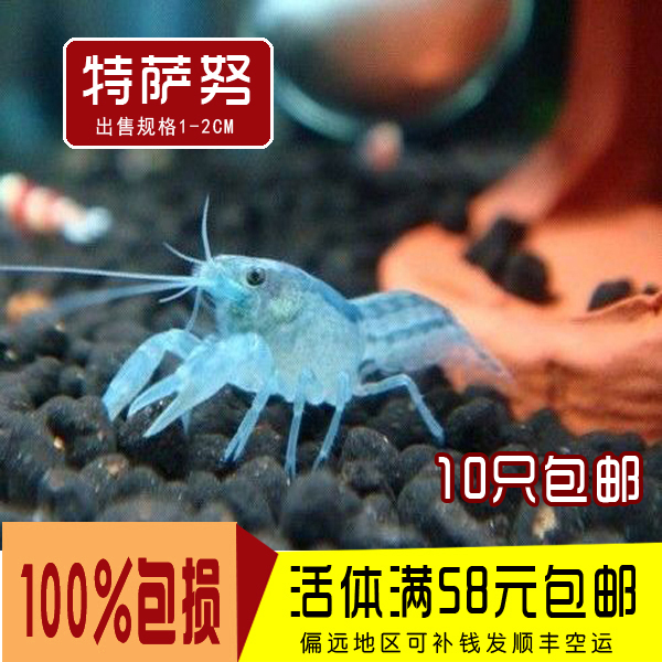 特薩努侏儒鳌蝦特薩怒迷妳鳌蝦小型鳌蝦觀賞蝦寵物蝦活體蝦小苗在類目 寵物/寵物食品及用品, 水族世界, 蝦中 - 來自Buy2taobao.com提供專業的淘寶代購服務