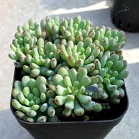 进口名贵多肉-盆栽办公室内桌面肉肉进口名贵