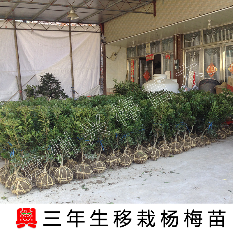 三年生田里嫁接移栽东魁杨梅苗 东魁杨梅树苗盆栽庭院田常绿植物在类目 鲜花速递/花卉仿真/绿植园艺, 花园植物/行道树/果树, 果树中 - 来自Buy2taobao.com提供专业的淘宝代购服务