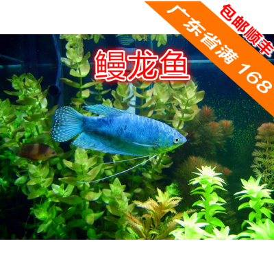 鳗龙鱼 万龙鱼 蓝曼龙 黄曼龙 小型热带鱼观赏鱼5-6cm随机发货