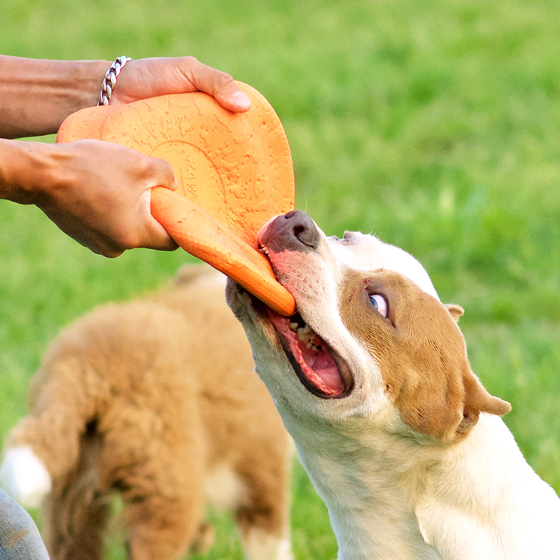U.S.A Dogs Frisbee Dedicated Edge of husbandry Toys train Supplies Teddy Satsuma Golden Retriever UFOin the Pet/Pet food and supplies , Cat/Dog Toys , Flying disk category - from Buy2taobao.com to provide professional Taobao agent buy service