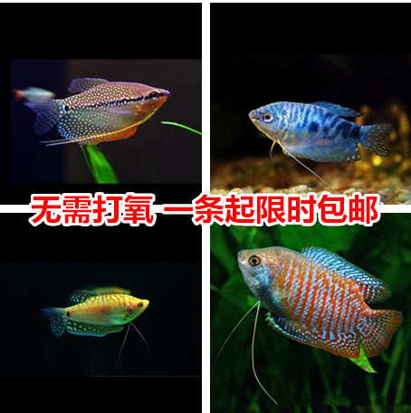 蓝黄曼龙鱼 印度五彩丽丽 花手巾珍珠马甲 不需要打氧好养活包邮|msdalam kategori haiwan peliharaan/makanan haiwan dan bekalan, Aquarium World, ikan - dari Buy2taobao.com untuk memberikan perkhidmatan ejen Taobao profesional membeli