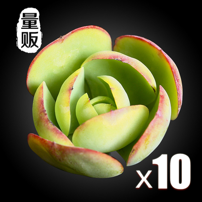碧桃 量贩正版多肉植物多肉组合办公室室内植物室内盆栽花卉绿植