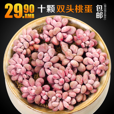 双头桃蛋10颗多肉多肉植物多头群生腰子组合盆栽绿植桃之卵包邮