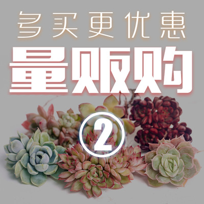 量贩多肉植物 多头老桩组合盆栽办公室阳台绿植清仓新手套餐 多肉