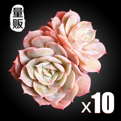 昂斯诺多头量贩正版多肉植物多肉组合办公室室内植物盆栽花卉绿植