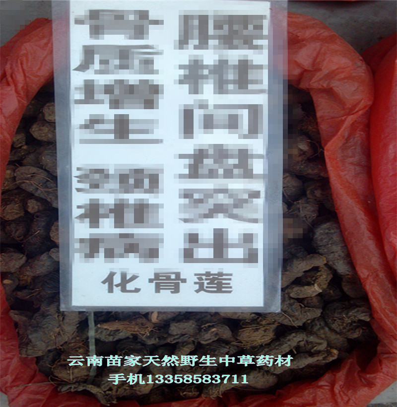 化骨蓮/骨質:雲南苗家特産野生中草藥中藥材增 泡酒料藥酒料生在類目 傳統滋補營養品, 其他傳統滋補品, 傳統滋補品其他中 - 來自Buy2taobao.com提供專業的淘寶代購服務