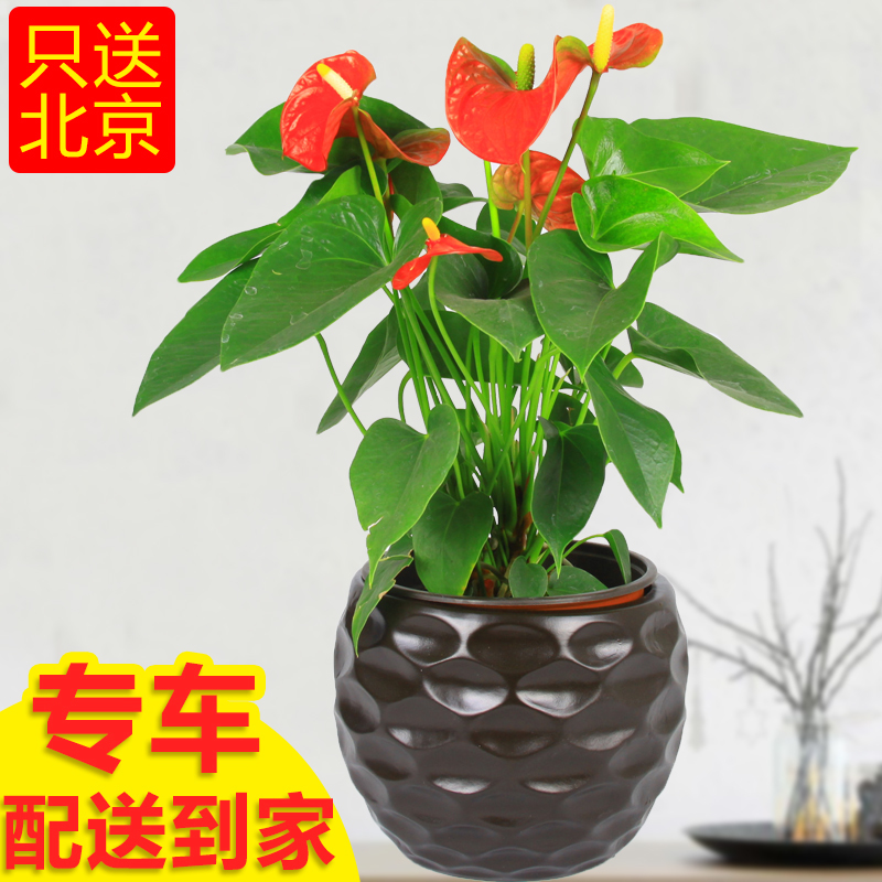 红掌粉掌盆栽花卉含花盆办公室内客厅阳台绿色植物吸甲醛净化空气在类目 鲜花速递/花卉仿真/绿植园艺, 花卉/绿植盆栽(新), 绿植中 - 来自Buy2taobao.com提供专业的淘宝代购服务