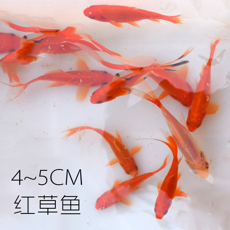 金鱼活体观赏鱼活体小金鱼冷水鱼锦鲤鱼金鱼苗活体淡水小型鱼包邮|msdalam kategori haiwan peliharaan/makanan haiwan dan bekalan, Aquarium World, ikan - dari Buy2taobao.com untuk memberikan perkhidmatan ejen Taobao profesional membeli