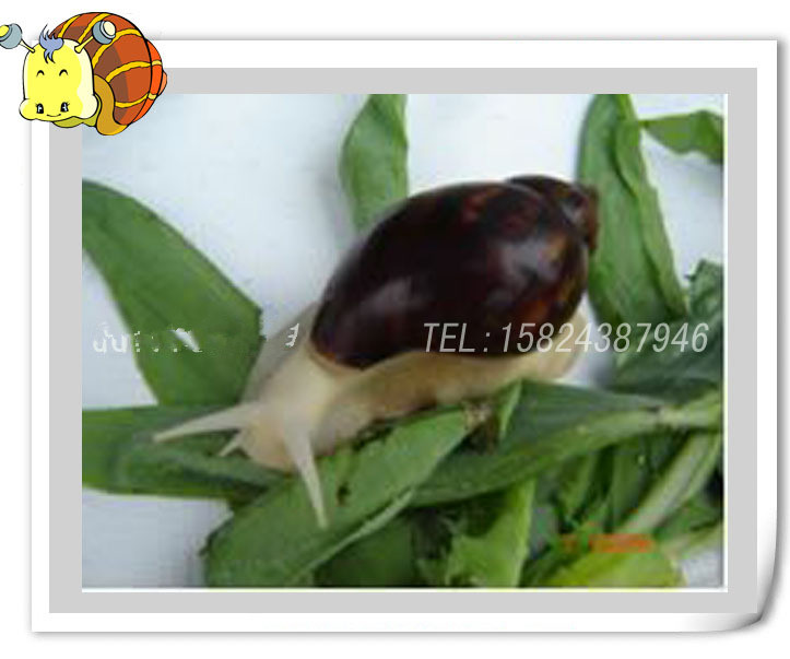 学生专用实验蜗牛/特大食用白玉蜗牛/(10 只)20元精品宠物蜗牛|msdalam kategori haiwan peliharaan/makanan haiwan dan bekalan, haiwan kesayangan yang lain, haiwan kesayangan yang lain - dari Buy2taobao.com untuk memberikan perkhidmatan ejen Taobao profesional membeli