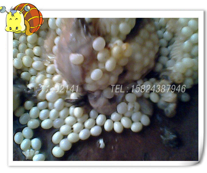 爬虫蜗牛卵 白玉蜗牛卵 精品蜗牛卵 蜗牛宠物卵 家宠蜗牛卵养殖卵|msdalam kategori haiwan peliharaan/makanan haiwan dan bekalan, Reptilia/Serangga dan bekalan Ming, Reptilia/Peralatan serangga Ming - dari Buy2taobao.com untuk memberikan perkhidmatan ejen Taobao profesional membeli