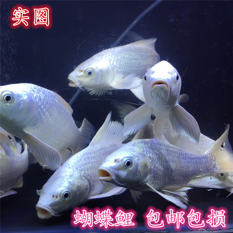 热销龙凤长尾锦鲤台湾蝴蝶鲤活体白金冷水观赏鱼苗淡水包邮包活在类目 宠物/宠物食品及用品, 水族世界, 鱼中 - 来自Buy2taobao.com提供专业的淘宝代购服务