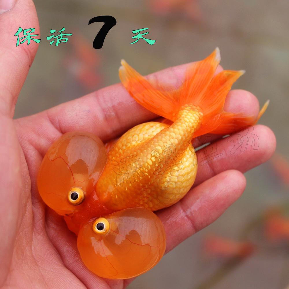 我爱小康家庭繁殖日本红色狮子头金鱼冷水鱼淡