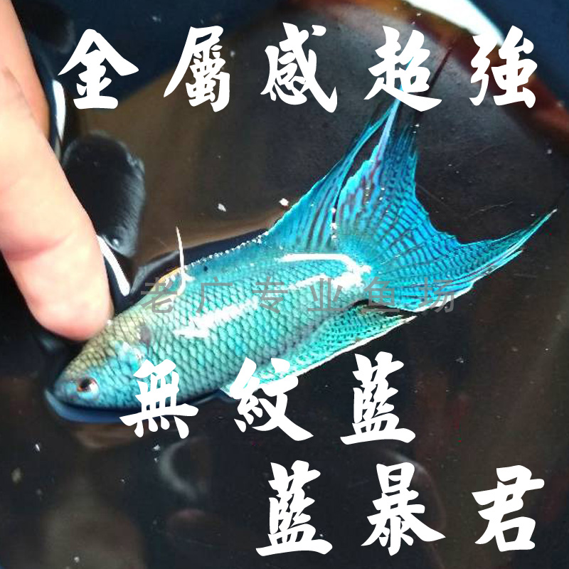 展示级蓝暴君无纹蓝叉中国斗鱼活体观赏鱼活体淡水冷水普叉尾耐养在类目 宠物/宠物食品及用品, 水族世界, 鱼中 - 来自Buy2taobao.com提供专业的淘宝代购服务
