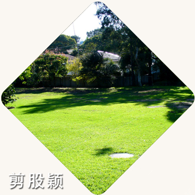 高尔夫球场专用草坪种子高档场所草坪种剪股颖免修剪好管理草坪在类目 鲜花速递/花卉仿真/绿植园艺, 花卉/蔬果/草坪种子(新), 家庭园艺种子中 - 来自Buy2taobao.com提供专业的淘宝代购服务