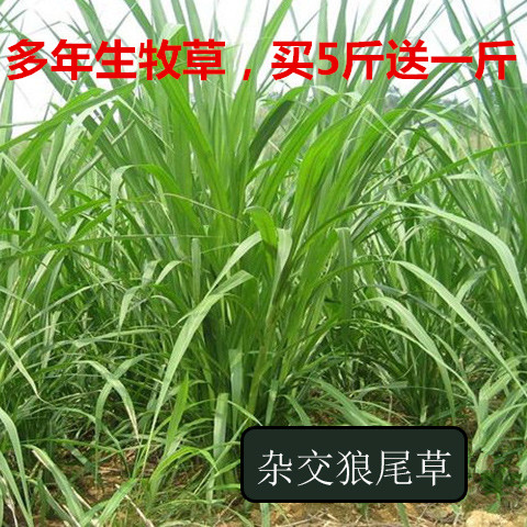 多年生牧草种子美洲杂交草狼尾草种子四季常青鸡鸭鹅牛羊鱼草种籽在类目 鲜花速递/花卉仿真/绿植园艺, 花卉/蔬果/草坪种子(新), 家庭园艺种子中 - 来自Buy2taobao.com提供专业的淘宝代购服务