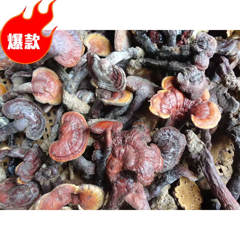 Funiu Mountain wild Ganoderma quality goods Super Red Ganoderma lucidum Mountains Pick section 150gin the Traditional nourishing food , Ganoderma , Pruning Ganoderma category - from Buy2taobao.com to provide professional Taobao agent buy service