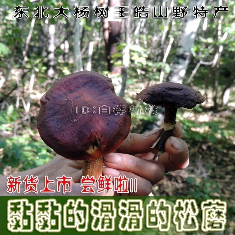 2018新货上市 东北野生松蘑粘团子蘑菇松树伞松娥子赛香菇500g包在类目 粮油米面/南北干货/调味品, 南北干货/肉类干货, 干货/土特产, 香菇类中 - 来自Buy2taobao.com提供专业的淘宝代购服务