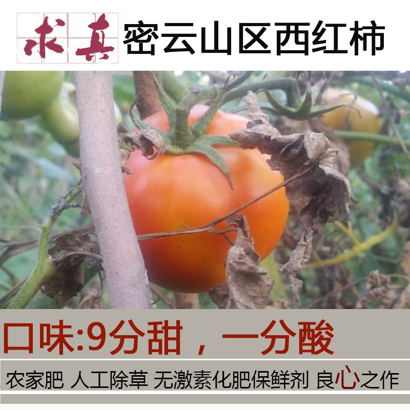 【西红柿】密云农家番茄【绝无农药激素】 一份5斤 现摘发货在类目 水产肉类/新鲜蔬果/熟食, 新鲜蔬菜/蔬菜制品, 新鲜蔬菜, 其它中 - 来自Buy2taobao.com提供专业的淘宝代购服务