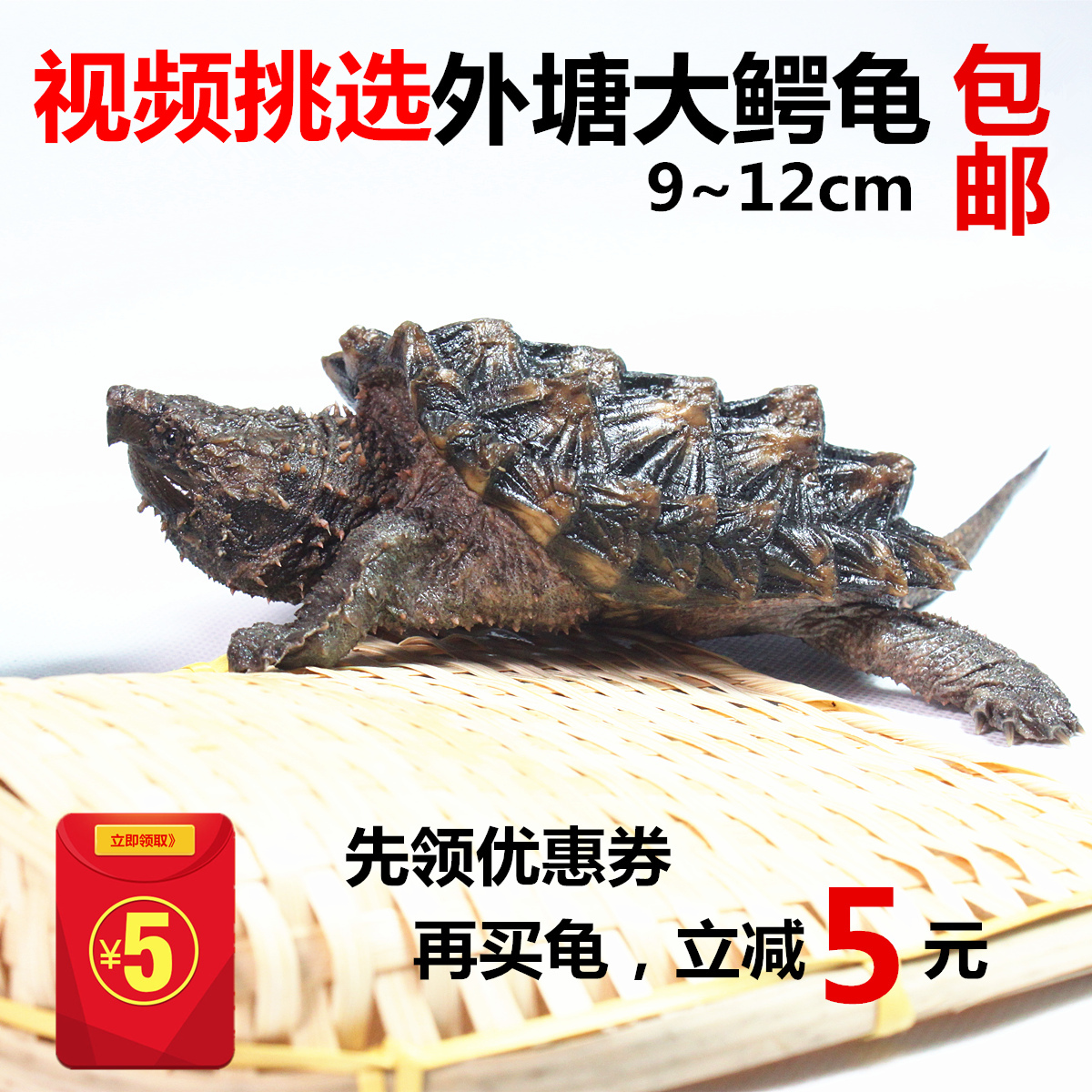 大鳄龟苗头苗活体大鳄苗真鳄鱼龟苗大鳄龟苗刺鳄钓鱼龟乌龟活体在类目 宠物/宠物食品及用品, 水族世界, 龟/鳖中 - 来自Buy2taobao.com提供专业的淘宝代购服务