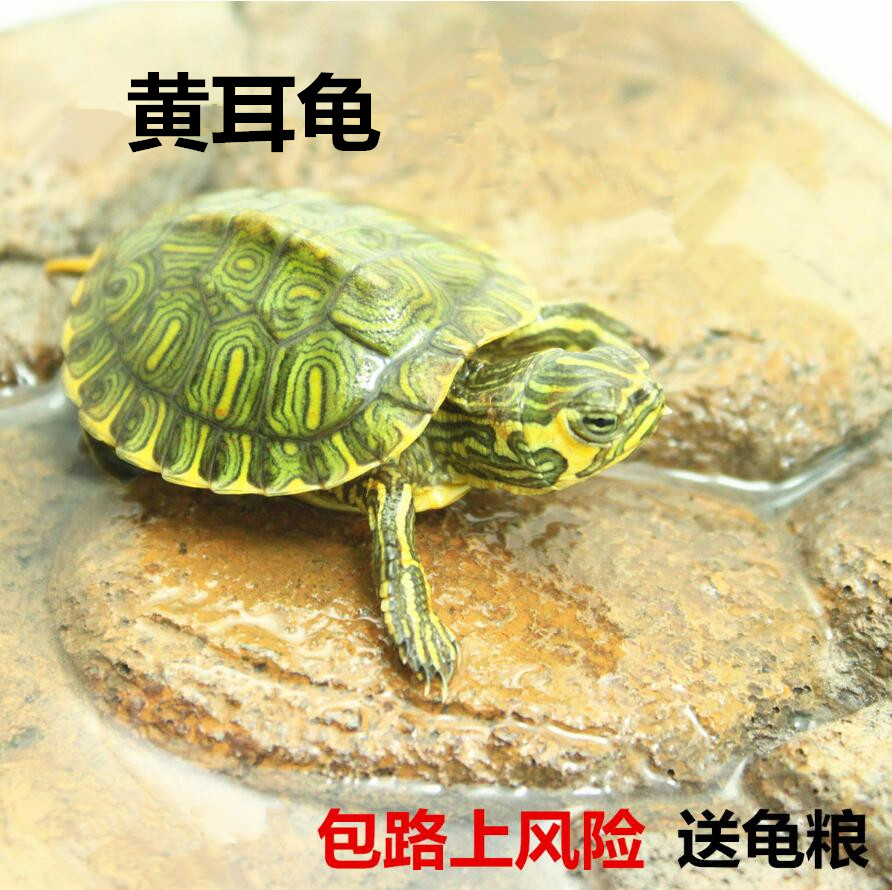 密西西比黄耳龟苗 黄耳彩龟 宠物龟 活体龟 观赏龟深水龟小乌龟|msdalam kategori haiwan peliharaan/makanan haiwan dan bekalan, Aquarium World, penyu/penyu - dari Buy2taobao.com untuk memberikan perkhidmatan ejen Taobao profesional membeli