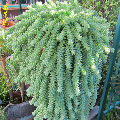 多肉植物 花卉盆栽绿植组合 肉肉 生石花 锦晃星静夜特玉莲新玉缀