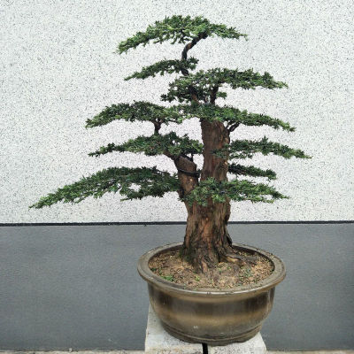 罗汉松大树盆景米罗树桩盆栽小叶雀舌罗汉松造型庭院室内盆栽植物