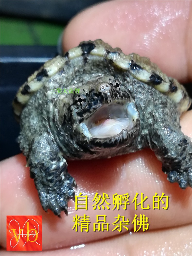 进口原种一代 纯佛鳄 骨灰级白壳佛 鳄龟苗活体 纯佛苗 佛鳄苗|msdalam kategori haiwan peliharaan/makanan haiwan dan bekalan, Aquarium World, penyu/penyu - dari Buy2taobao.com untuk memberikan perkhidmatan ejen Taobao profesional membeli