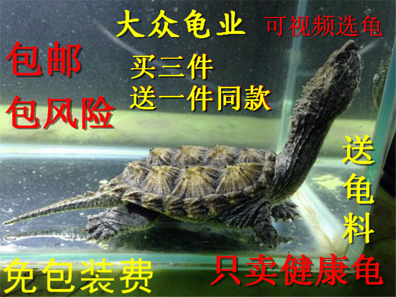 2019佛罗里达州 一代纯佛鳄苗 佛鳄龟 鳄龟苗活体 精杂佛苗 鳄龟在类目 宠物/宠物食品及用品, 水族世界, 龟/鳖中 - 来自Buy2taobao.com提供专业的淘宝代购服务
