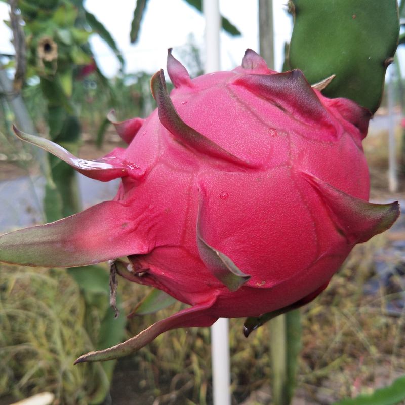 Gift box Sanya Red Pitaya Fresh fruit Mibao/Golden capital one 5 pounds 4-6 individualin the Aquatic meat/Fresh fruits and vegetables/Cooked , Fresh fruit , Pitaya category - from Buy2taobao.com to provide professional Taobao agent buy service