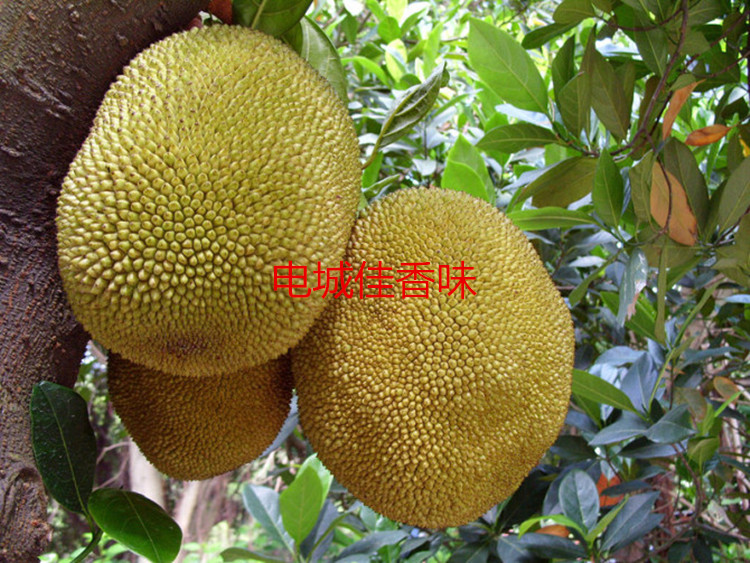 新鲜水果菠萝蜜木菠萝树菠萝假榴莲牛肚子果干苞油苞湿苞都有500g|ruв категории водной мясо/свежие фрукты и овощи/еда, свежие фрукты, другие - от Buy2taobao.com для оказания профессиональной услуги покупки агента Taobao