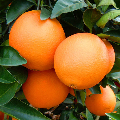 湖南脐橙自产自销十斤装 水份足口感佳 无打蜡