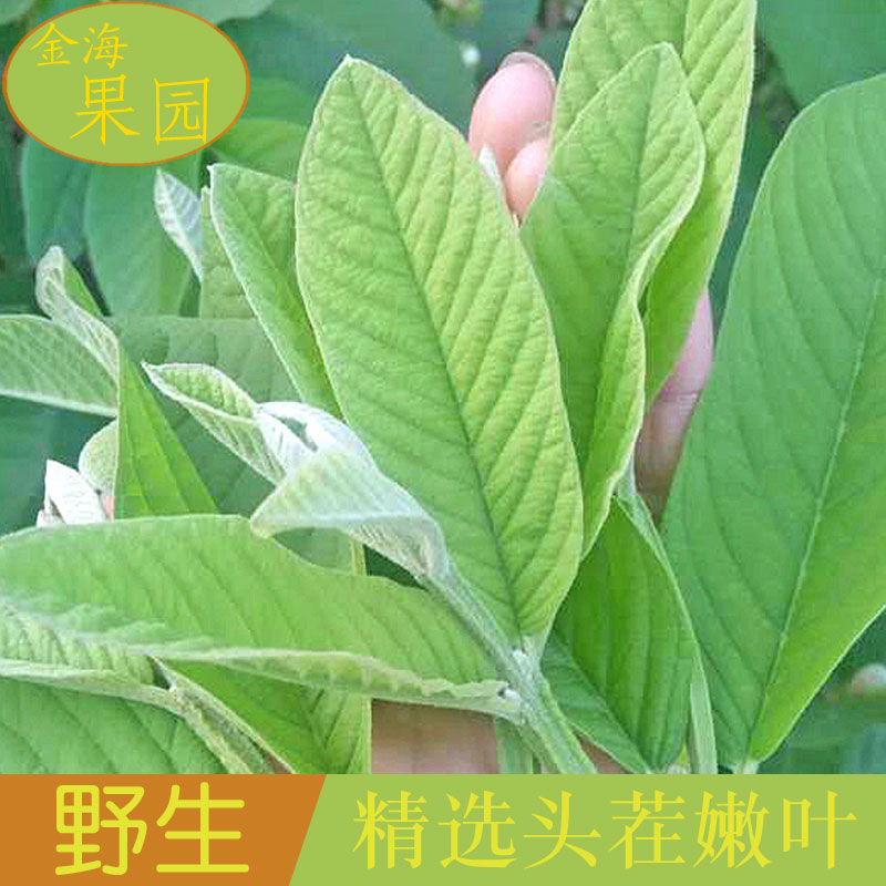红心现季水果芭乐番石榴叶子新鲜现摘降压排三高养生茶在类目 传统滋补营养品, 养生茶中 - 来自Buy2taobao.com提供专业的淘宝代购服务