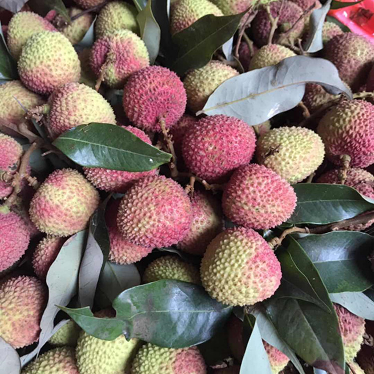 领域老释推荐新鲜荔枝净果4.5斤|msdalam kategori daging perikanan/Buah-buahan segar dan sayur-sayuran/dimasak, buah-buahan segar, Litchi - dari Buy2taobao.com untuk memberikan perkhidmatan ejen Taobao profesional membeli