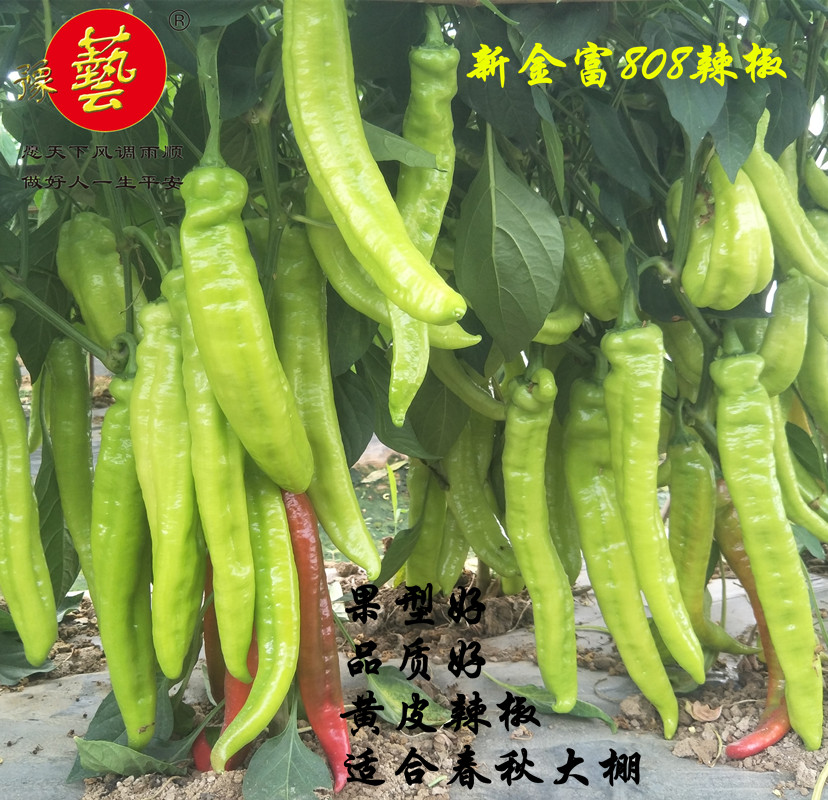 辣椒种子豫艺种业新金富808黄皮尖椒羊角椒1000粒春秋大棚种植|msdalam kategori barangan pertanian, Seed/Anak benih, Benih sayur-sayuran - dari Buy2taobao.com untuk memberikan perkhidmatan ejen Taobao profesional membeli