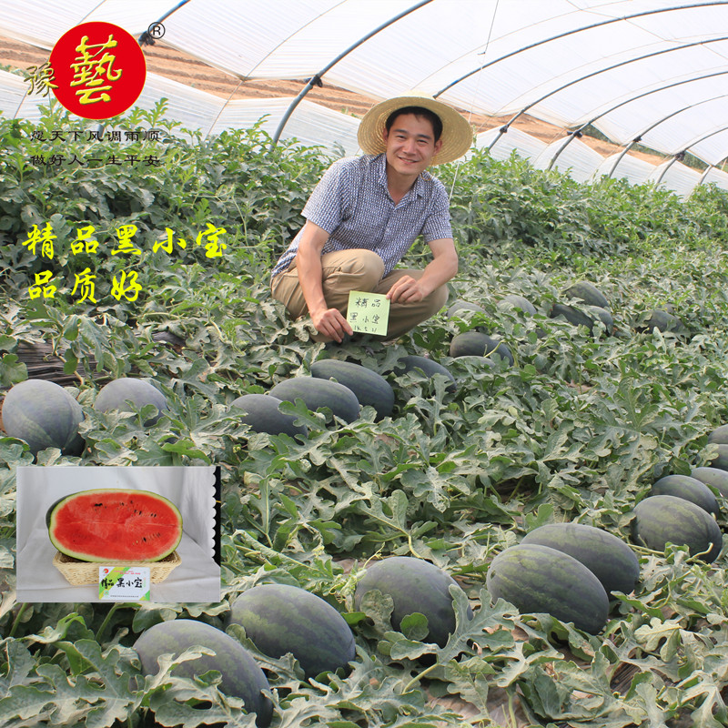 Boutique Andy Seed Industry watermelon seed Black Beauty gift watermelon Black Oval Taste 300 grainin the Agricultural goods , Seed/Seedlings , Vegetable Seeds category - from Buy2taobao.com to provide professional Taobao agent buy service