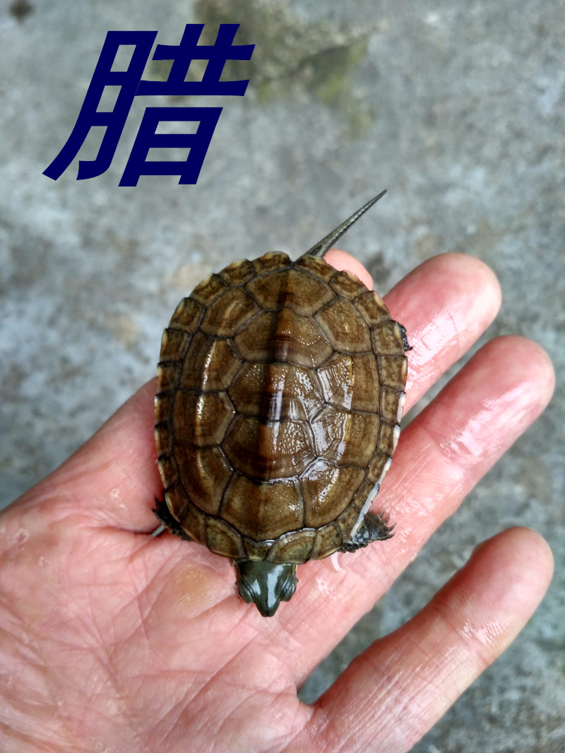 头苗腊戌草龟杂花龟苗活体宠物招财龟小青杂中华花龟腊苗全品乌龟在类目 宠物/宠物食品及用品, 水族世界, 龟/鳖中 - 来自Buy2taobao.com提供专业的淘宝代购服务