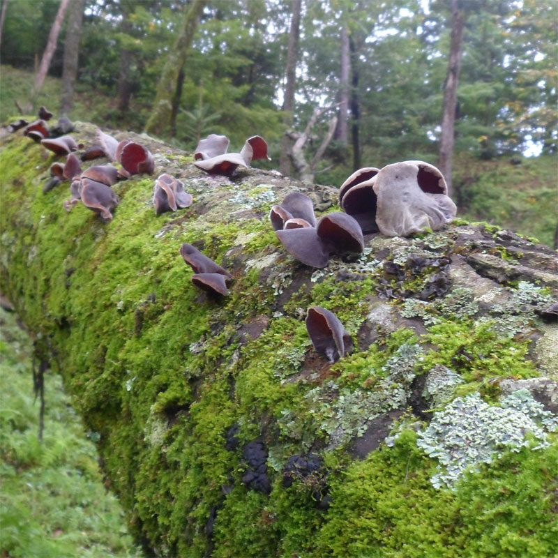 Farm Northeast natural Auricularia dried food Super wild Fungus Changbai Fungus bulk 250gin the Agri rice/Dried foods/Condiment , Dried foods/Meat Dry , Dry/Native , Black fungus category - from Buy2taobao.com to provide professional Taobao agent buy service