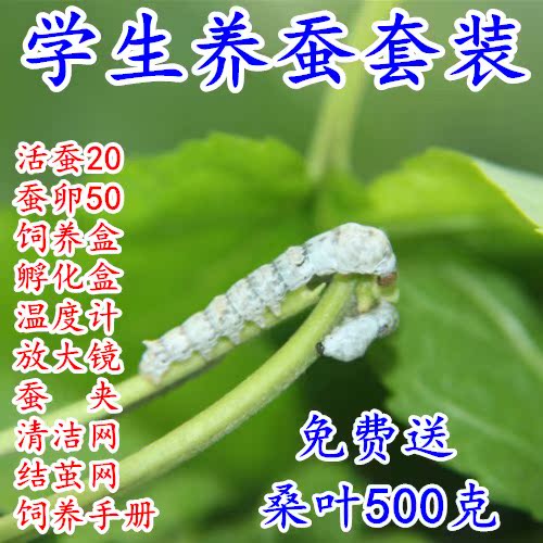 fresh Mulberry 2 pounds living thing Silkworm student Polular Science Sericulture suit Silkworm eggs fresh Mulberryin the Pet/Pet food and supplies , Reptile/Insects and supplies Ming , Silkworm category - from Buy2taobao.com to provide professional Taobao agent buy service