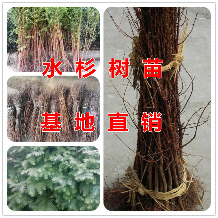 直销绿化苗木植物水杉树苗 水杉苗 落羽杉水杉树庭院道路树苗包邮在类目 鲜花速递/花卉仿真/绿植园艺, 花园植物/行道树/果树, 行道树/乔木中 - 来自Buy2taobao.com提供专业的淘宝代购服务