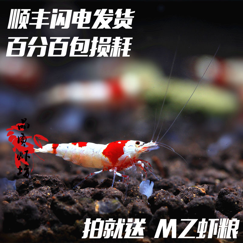 品質蝦坊品系純血紅白水晶蝦活體三線子代觀賞蝦丸子白軀禁止起在類目 寵物/寵物食品及用品, 水族世界, 蝦中 - 來自Buy2taobao.com提供專業的淘寶代購服務