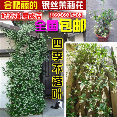 意大利络石 爬藤植物 风车茉莉 银丝茉莉 四季常青 开花芳香
