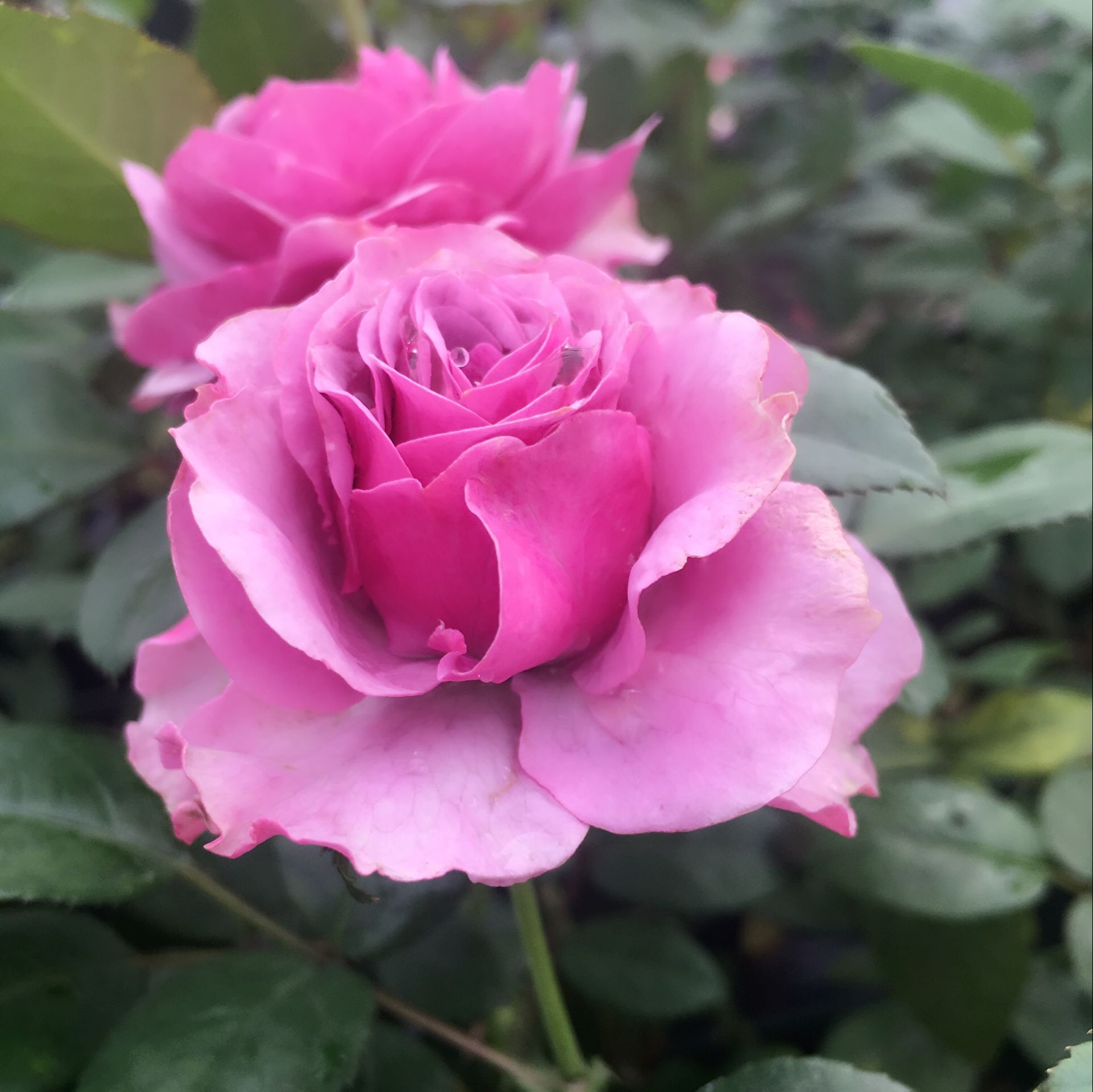 "Blue Hurricane"Cut Roses( V9 Square pots) Old gardenerin the Flower delivery/Flowers simulation/Plants gardening , Garden Plants/Trees/Fruit tree, Foliage/Flowering Shrubs category - from Buy2taobao.com to provide professional Taobao agent buy service