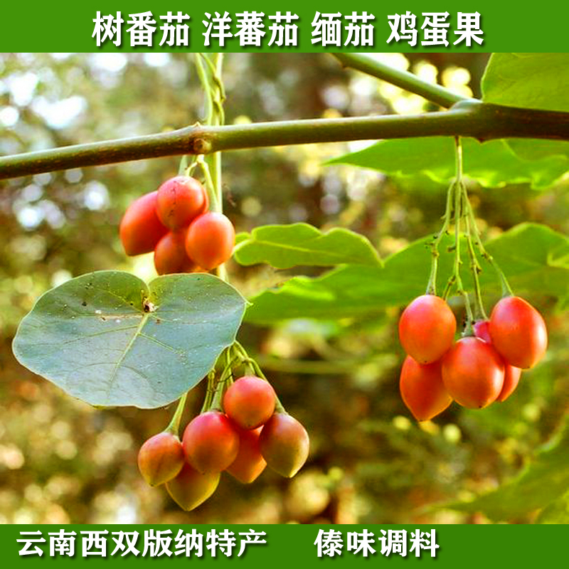 新鲜野菜树番茄 洋蕃茄 缅茄鸡蛋果云南野生蔬菜低价餐厅酒店食材在类目 水产肉类/新鲜蔬果/熟食, 新鲜蔬菜/蔬菜制品, 新鲜蔬菜, 其它中 - 来自Buy2taobao.com提供专业的淘宝代购服务