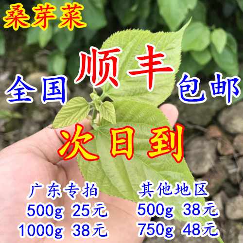 新鲜桑叶桑芽菜食用级桑叶菜冰鲜桑芽菜酒店特色菜顺丰包邮在类目 宠物/宠物食品及用品, 爬虫/鸣虫及其用品, 蚕宝宝中 - 来自Buy2taobao.com提供专业的淘宝代购服务