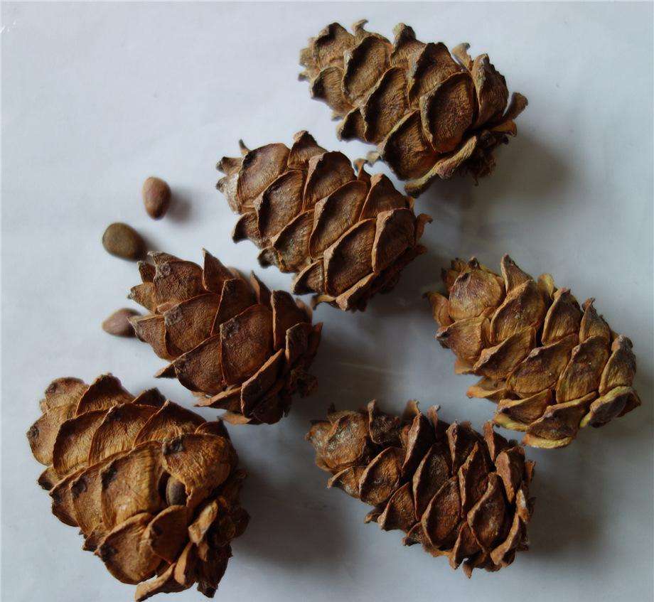 Daxinganling Songta specialty snacks Original flavor Ponytail Small pine nut 500gin the Snacks/Nuts/Specialty , Hickory/Nuts/Roasting , Pine nuts category - from Buy2taobao.com to provide professional Taobao agent buy service