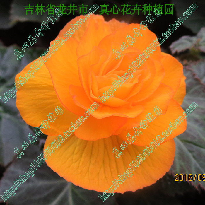 真心花卉盆栽大花球根海棠/金正日花夫妻海棠/種球苗/顏色隨機在類目 鮮花速遞/花卉仿真/綠植園藝, 花卉/蔬果/草坪種子(新), 種球中 - 來自Buy2taobao.com提供專業的淘寶代購服務