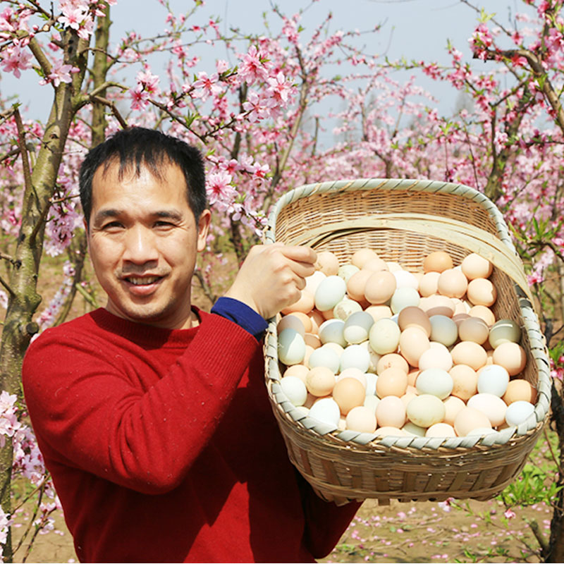 Honghu Mud Fresh eggs Farm free range eggs Backyard egg 30 Goldin the Aquatic meat/Fresh fruits and vegetables/Cooked , Egg/Egg Products , Fresh eggs , Eggs category - from Buy2taobao.com to provide professional Taobao agent buy service
